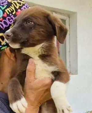 Silvester braucht ein richtiges Zuhause