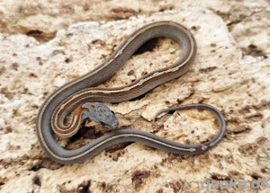 Babykornatter ToffeeBloodredTesseraMotley abzugeben 