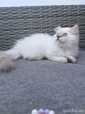 deckkater brittisch langhaar 