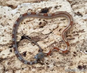 Babykornnatter ToffeeBloodredMotley abzugeben 