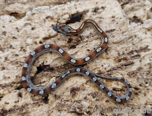 Babykornnatter ToffeeMotley Männchen abzugeben 