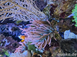 Entacmaea Quadricolor Sunburst Anemonen