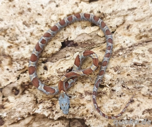 Babykornnatter ToffeeSunkissedBloodred Männchen abzugeben 