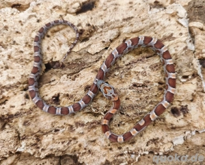 Babykornnatter Weibchen Sunkissed abzugeben 