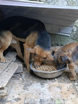 Flori - junger Rüde voller Liebe sucht seine Menschen Bild 10