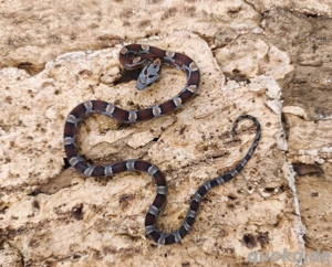 Babykornnatter Weibchen Bloodred abzugeben