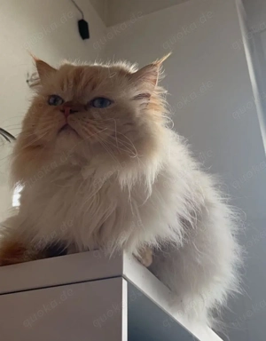 Perser  Maine Coon Mischling sucht liebevolles Zuhause 
