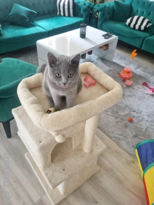 Haus Katze zu verkaufen 