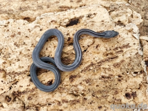 Babykornnatter Männchen GraniteTesseraMotley abzugeben 