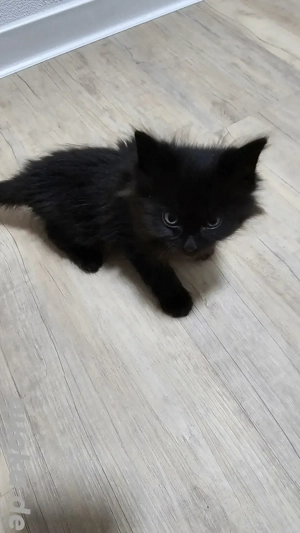 Katzen Babys 