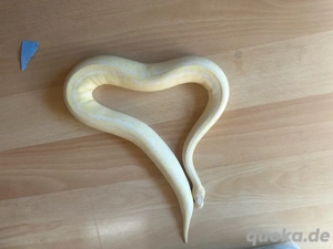 1,0 Banana Superenchi Superpastel Leopard pos Mojave - Phantom