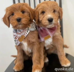 Goldendoodle welpen