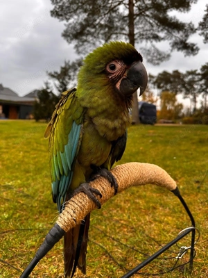 0,1 kleiner Soldatenara