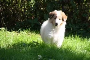 Collie Welpe Rüde der größte aus dem Wurf