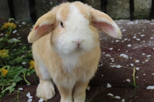 Minilop Zwergkaninchen 