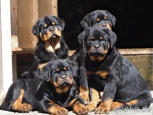 Rottweiler welpen