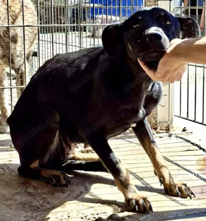 Tora   sanfte Hündin sucht ein ruhiges Zuhause