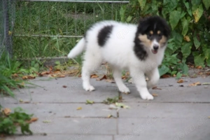 Collie Welbe CHW Triko