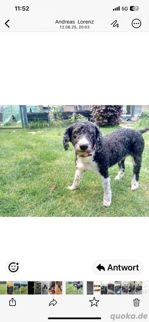 13 Jährige Hündin dringend zu vermitteln