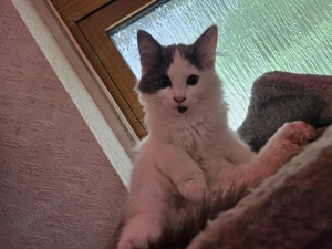 Maine Coon Kitten 12 Wochen alt 