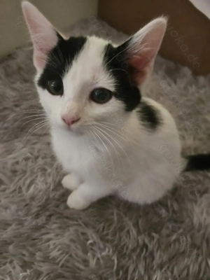 Katerchen 12 Wochen abzugeben 