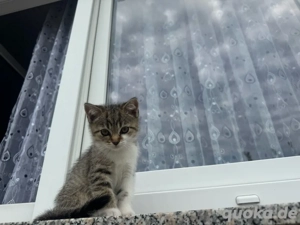 BKH - Kitten abgabebereit