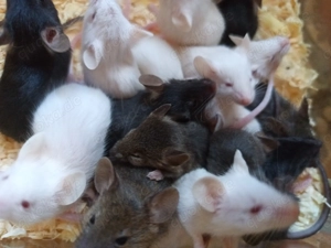 Farbmäuse Farbmaus Jung Maus Mäuse