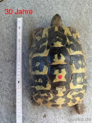 Griechische Landschildkröte weiblich 