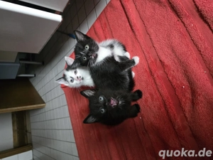 Junges BURMA Mischung kätzchen  