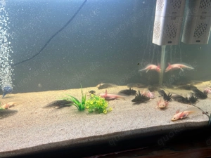 Axolotl Jungtiere