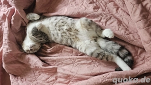 BKH Mix Kater 6 Monate alt Bild 2