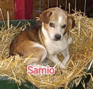 Samio sucht sein Glück