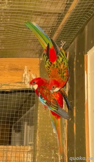 verkaufe 2 Prachtrosellas