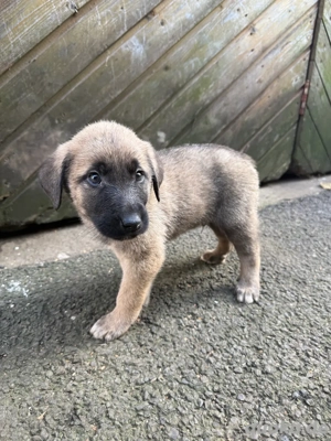 Reinrassige Kangal Welpen A Wurf 