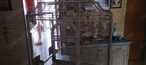 Loripapagei zu verkaufen 