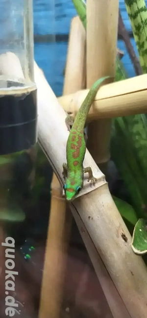 Biete NZ für Reptilienbörse Hamm am 13.12..25