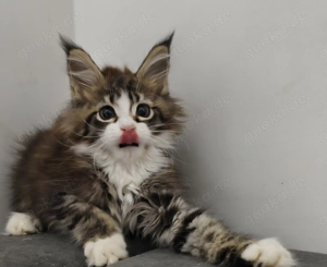 Maine Coon süße Mädchen 