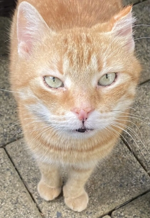 Ausgewachsene Kater  kastriert 