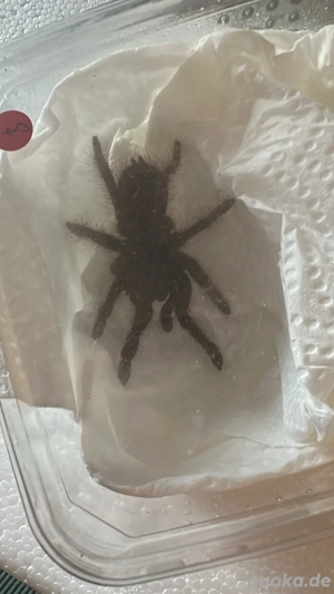0.1 theraphosa blondi Vogelspinne