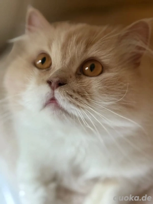 BKH BLH Deckkater in creme white mit Stammbaum BG b Bild 4