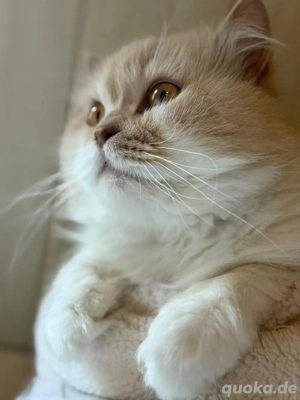 BKH BLH Deckkater in creme white mit Stammbaum BG b Bild 7