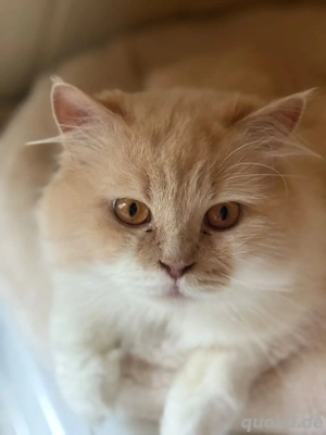 BKH BLH Deckkater in creme white mit Stammbaum BG b