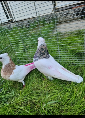 Persische taube Toghi zuchtpaar Top