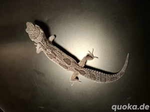 Leopardgecko NZ 2025