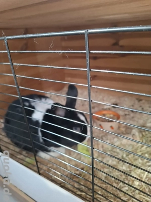 2 Hasen zum Verkauf (auch einzeln) mit Zubehör 