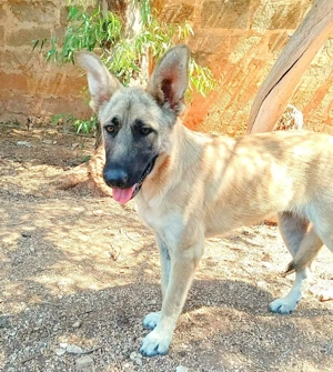 Tara sucht ihr Zuhause