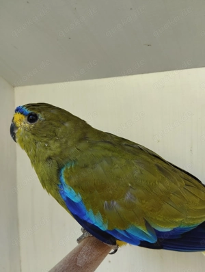 Schmucksittich Naturfarbe Wildfarbe 3 Paare