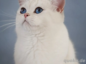 Bkh Deckkater mit Stammbaum 