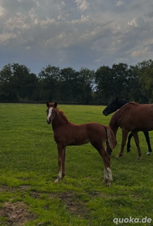 wunderschöne Oldenburger Fuchsstutfohlen zu Verkaufen Bild 2