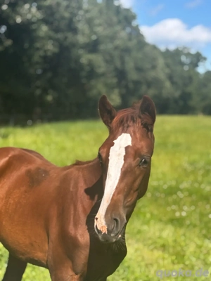 wunderschöne Oldenburger Fuchsstutfohlen zu Verkaufen
